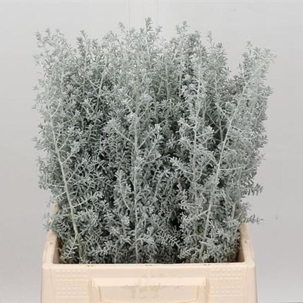 KOCHIA 60CM