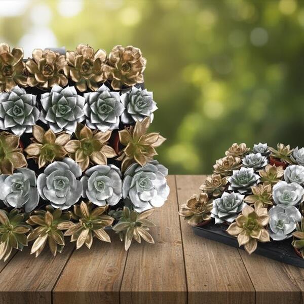 PL. ECHEVERIA CHRISTMAS MIX T5,5CM