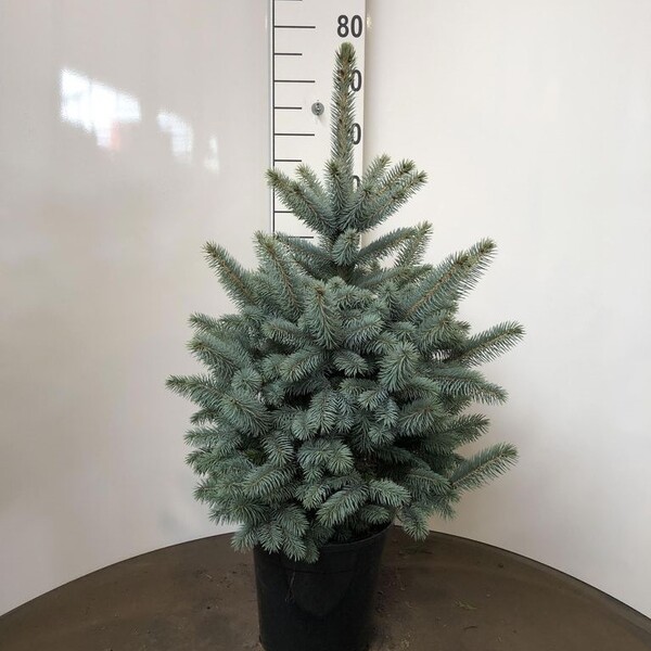 PICEA GLAUCA T21CM 80CM