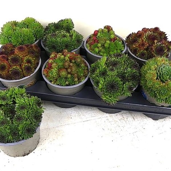 PL. SEMPERVIVUM MIX T13CM X6
