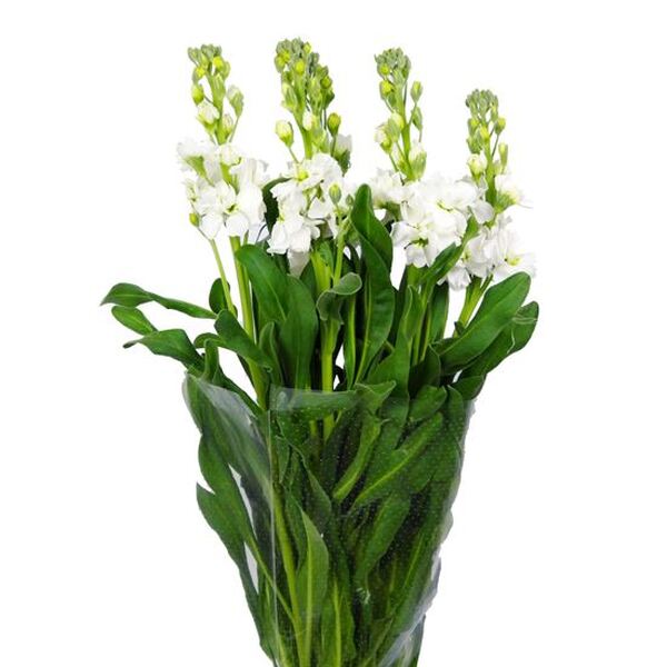 VIOLER BLANC NACIONAL MARESME