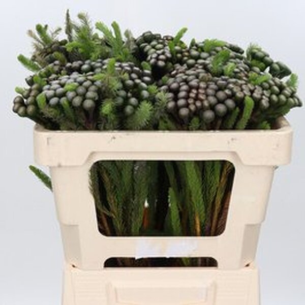 BRUNIA ALBIFLORA 70CM