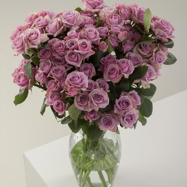 ROSA RAMIFICADA *LAVENDER IRISHKA* 50CM