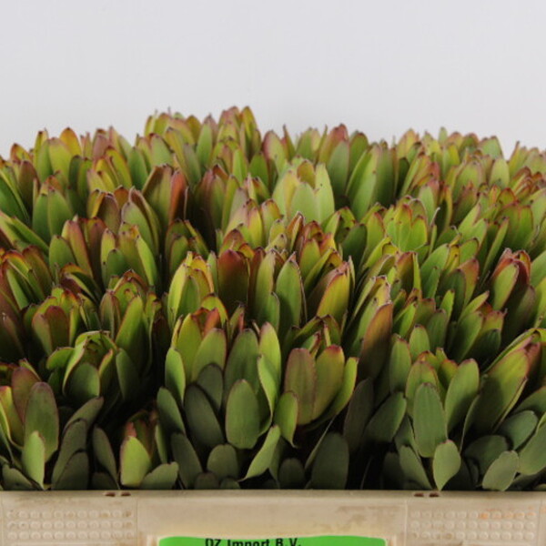 LEUCADENDRO *GOLDSTRIKE* 40CM