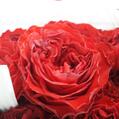 ROSA PRES. SANT JORDI VERM. 52CM llaç i espiga 