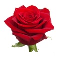 ROSA PRES. SANT JORDI VERM. 52CM llaç i espiga 