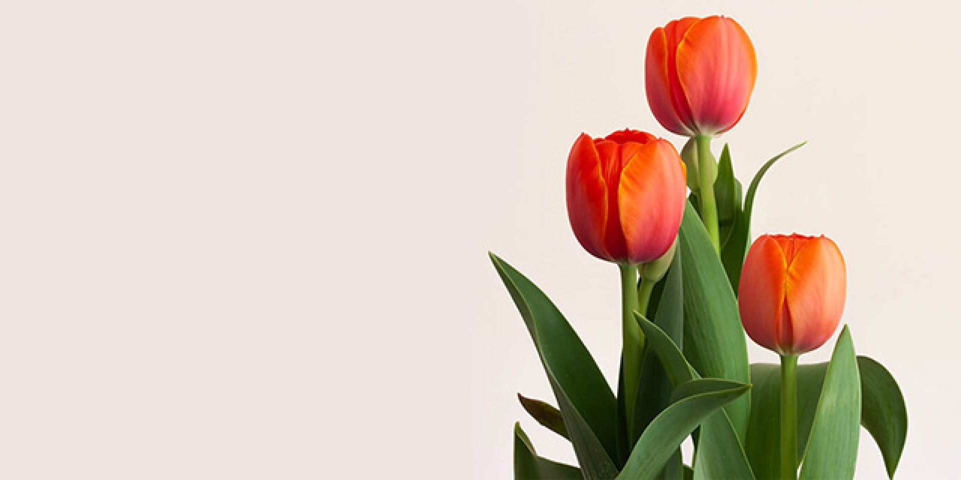 Serviflor, Las flores y plantas que tu floristería necesita, cuando las necesitas.