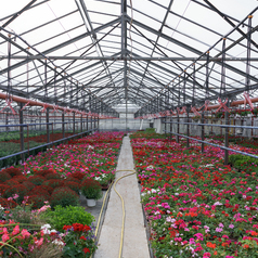 Invernaderos de flores