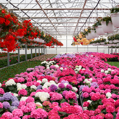 Invernaderos de flores