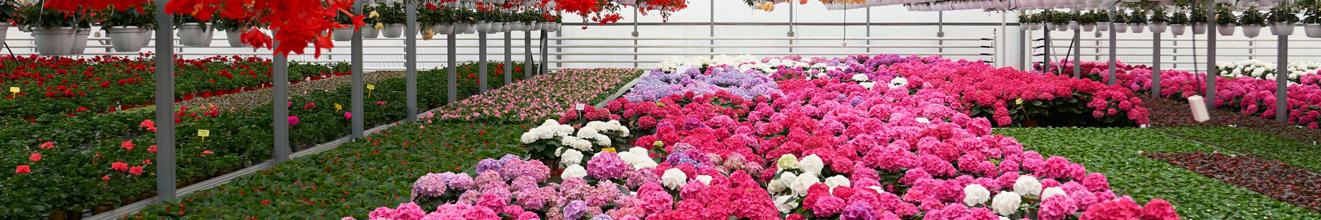 Invernadero de flores