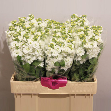 Flor cortada al por mayor en Maresme y Barcelona: frescura, variedad y calidad