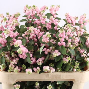 Flor cortada al por mayor en Maresme y Barcelona: frescura, variedad y calidad