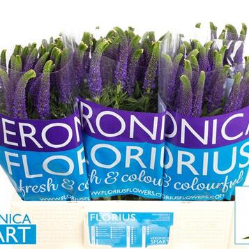 Flor cortada al por mayor en Maresme y Barcelona: frescura, variedad y calidad