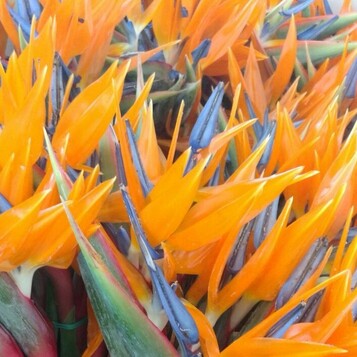 Flor cortada al por mayor en Maresme y Barcelona: frescura, variedad y calidad