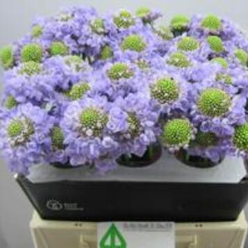 Flor cortada al por mayor en Maresme y Barcelona: frescura, variedad y calidad