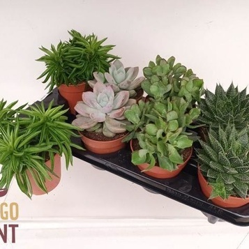 Mayorista de plantas para floristerías, centros de jardinería, eventos y empresas