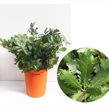Mayorista de plantas para floristerías, centros de jardinería, eventos y empresas