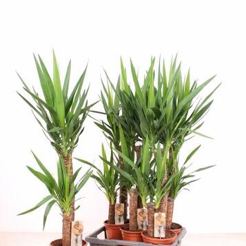 Mayorista de plantas para floristerías, centros de jardinería, eventos y empresas