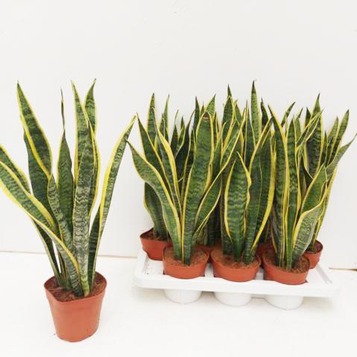 Mayorista de plantas para floristerías, centros de jardinería, eventos y empresas
