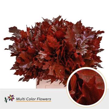 Mayorista de plantas para floristerías, centros de jardinería, eventos y empresas