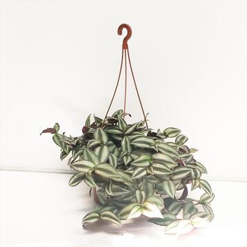 Mayorista de plantas para floristerías, centros de jardinería, eventos y empresas